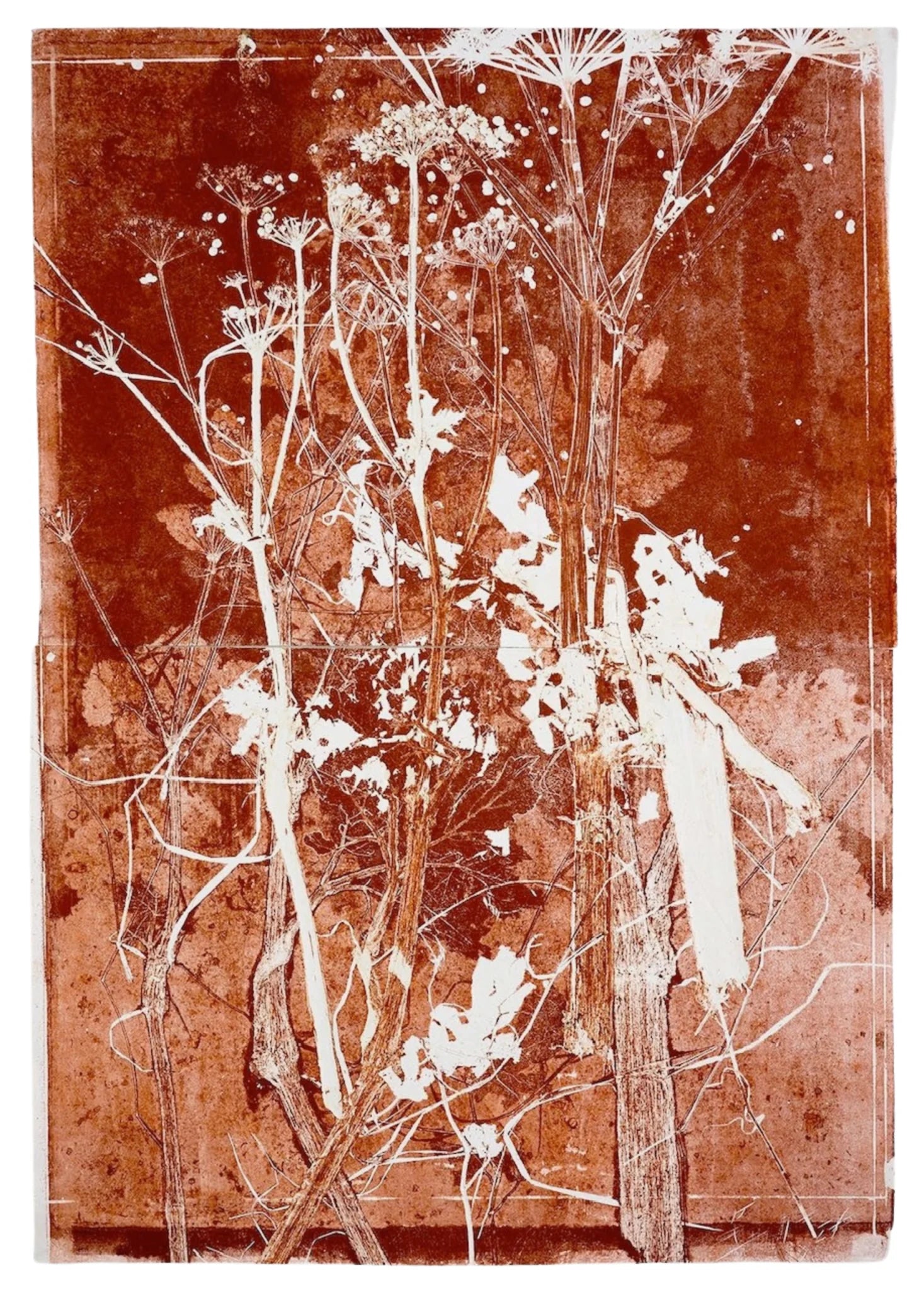 Piet Dieleman Atelier Piet Dieleman | Herbarium Monotypes 1 - Hahnemuhle 100% cotton paper 300g/m,