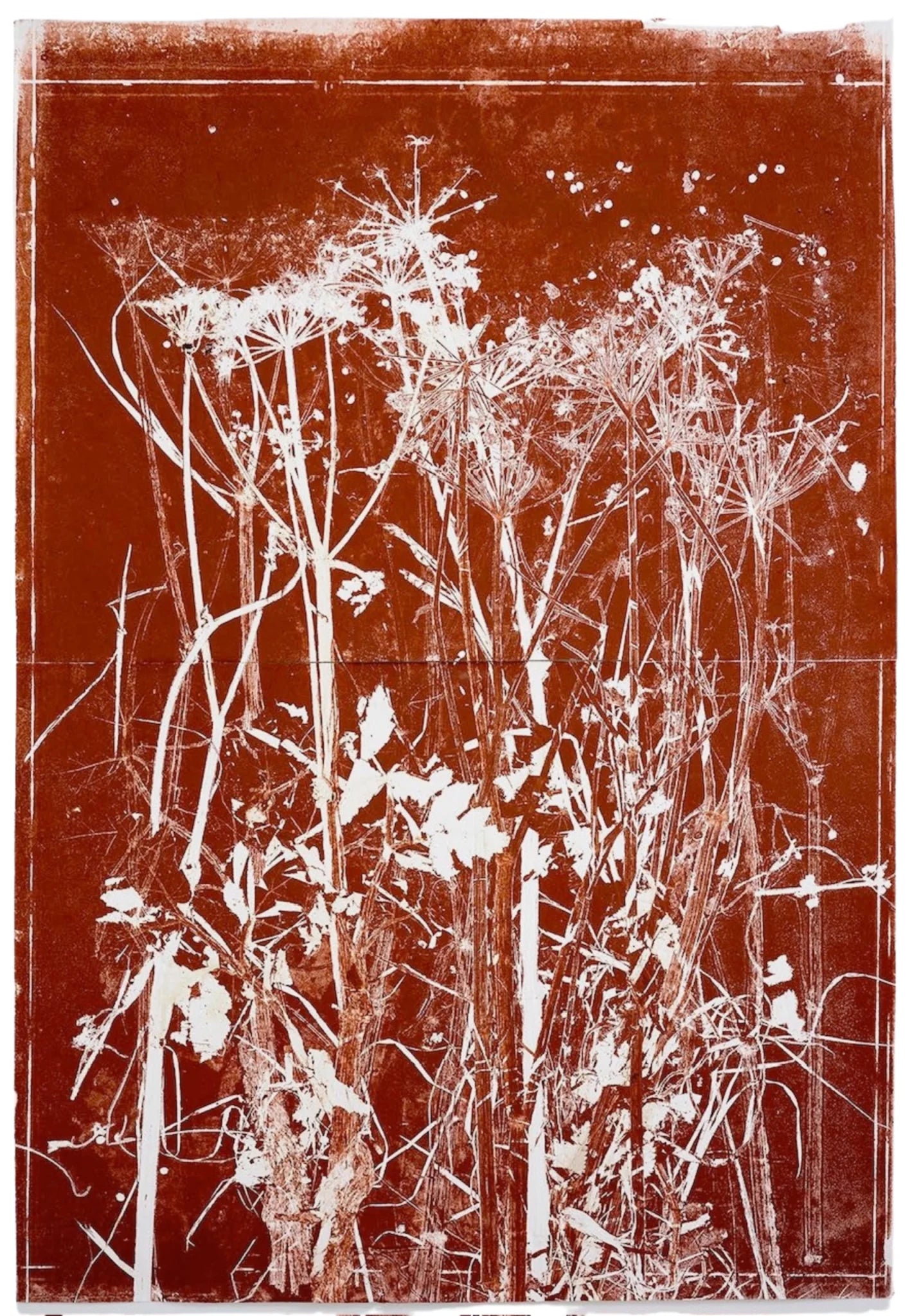 Piet Dieleman Atelier Piet Dieleman | Herbarium Monotypes 2 - Hahnemuhle 100% cotton paper 300g/m,