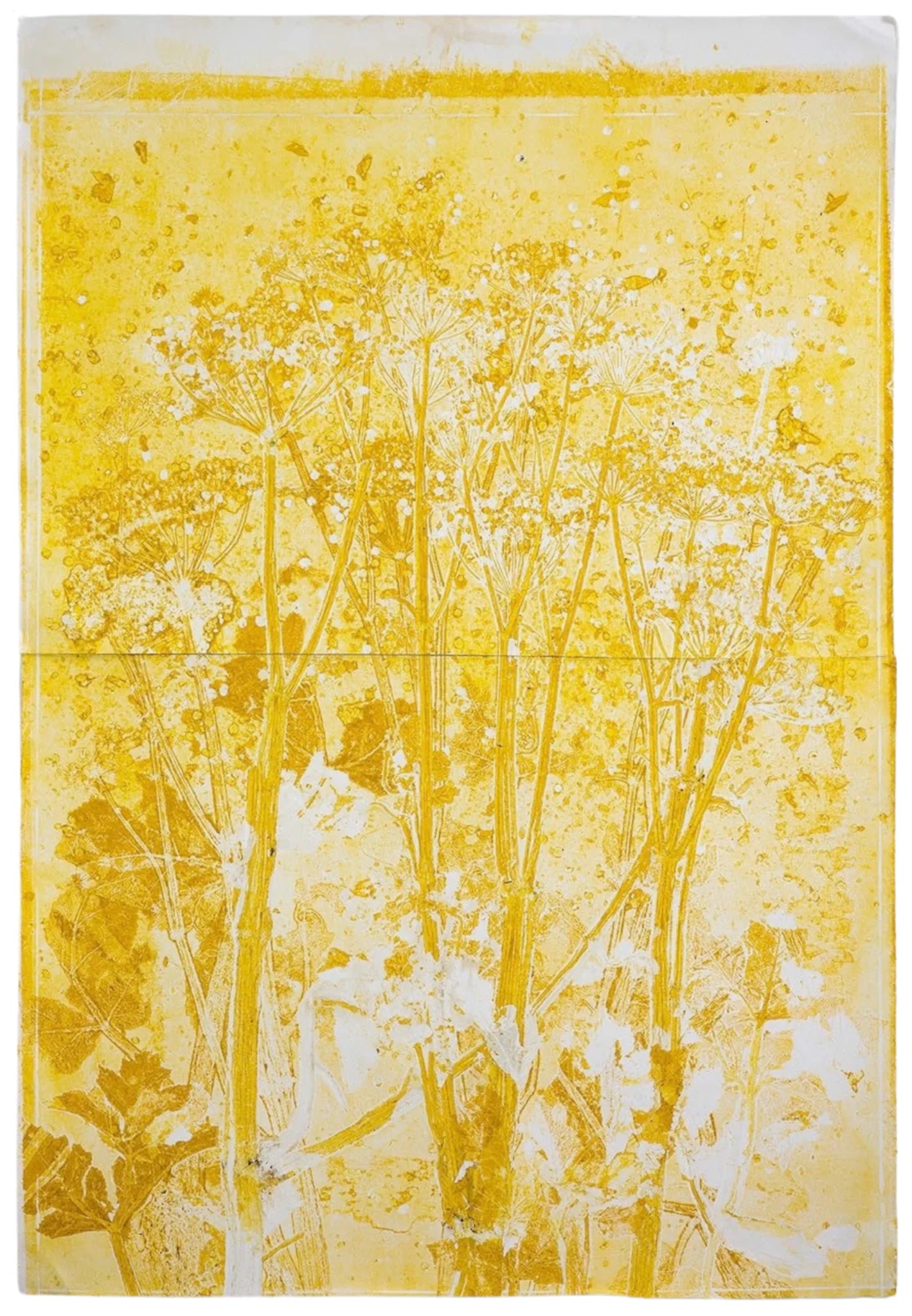 Piet Dieleman Atelier Piet Dieleman | Herbarium Monotypes 3 - Hahnemuhle 100% cotton paper 300g/m,